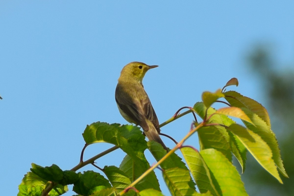 Melodious Warbler - ML620797942
