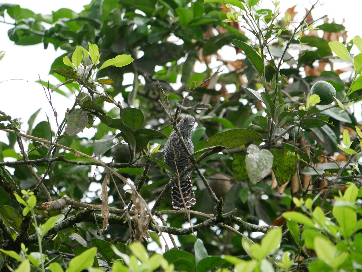 Bar-crested Antshrike - Joel Meeuwissen