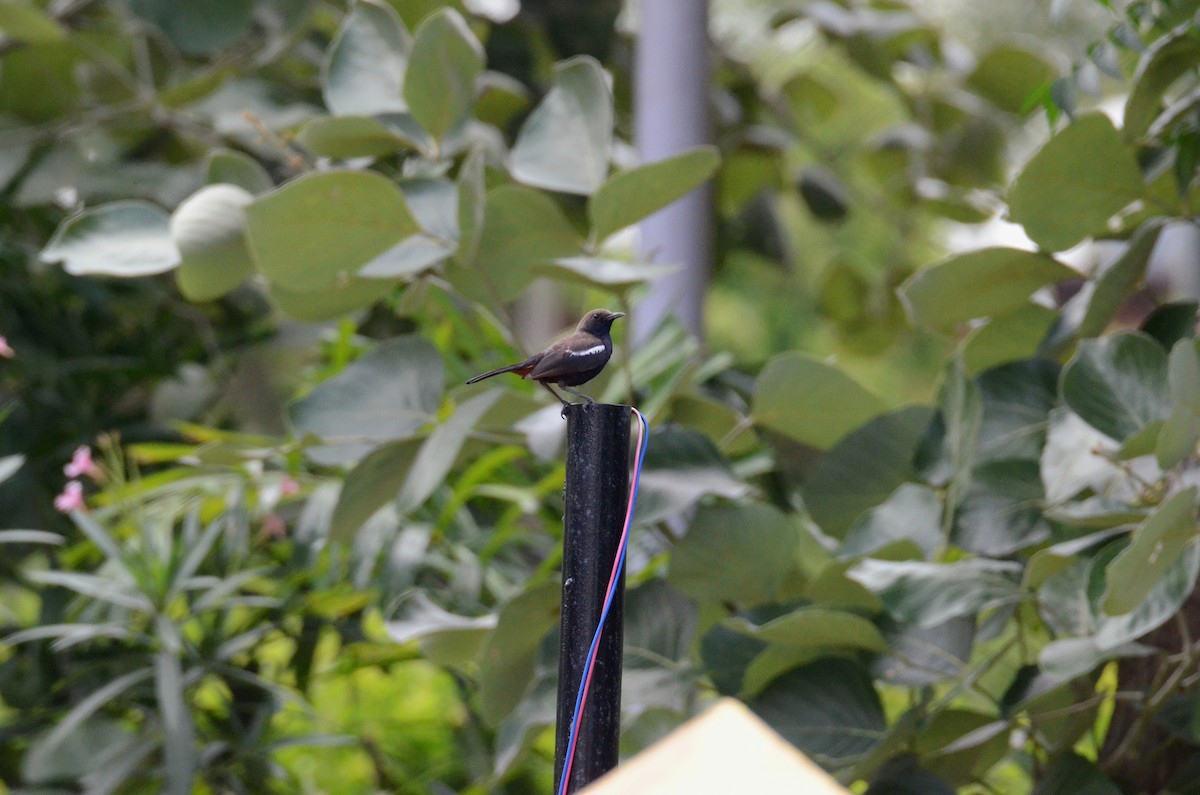 Indian Robin - ML620797953