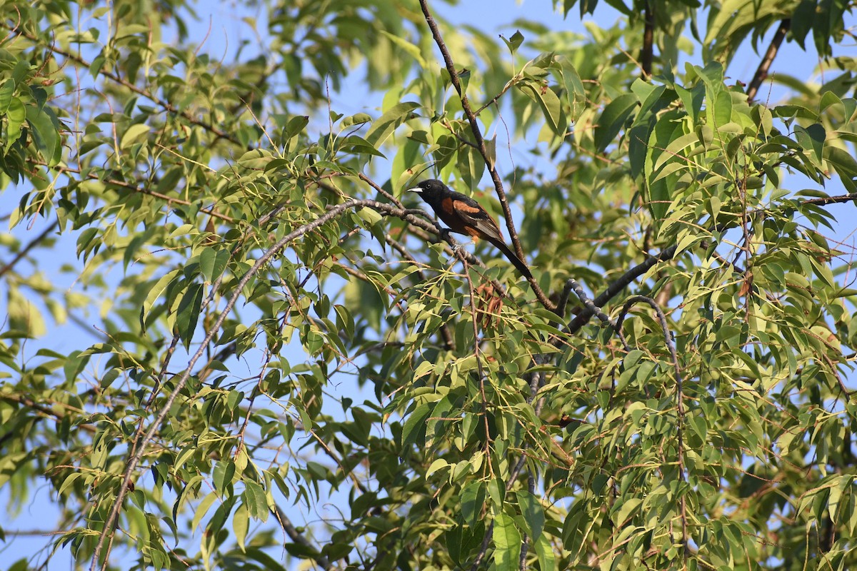 Orchard Oriole - ML620797954