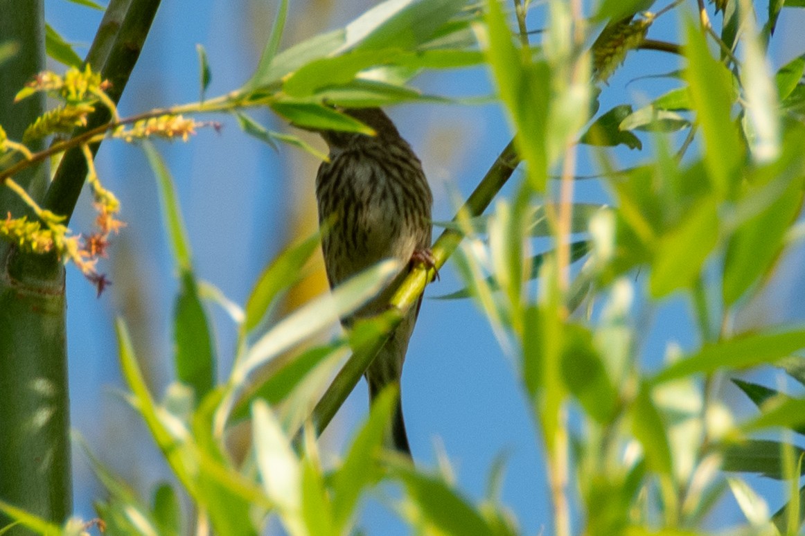 Tree Pipit - ML620797955