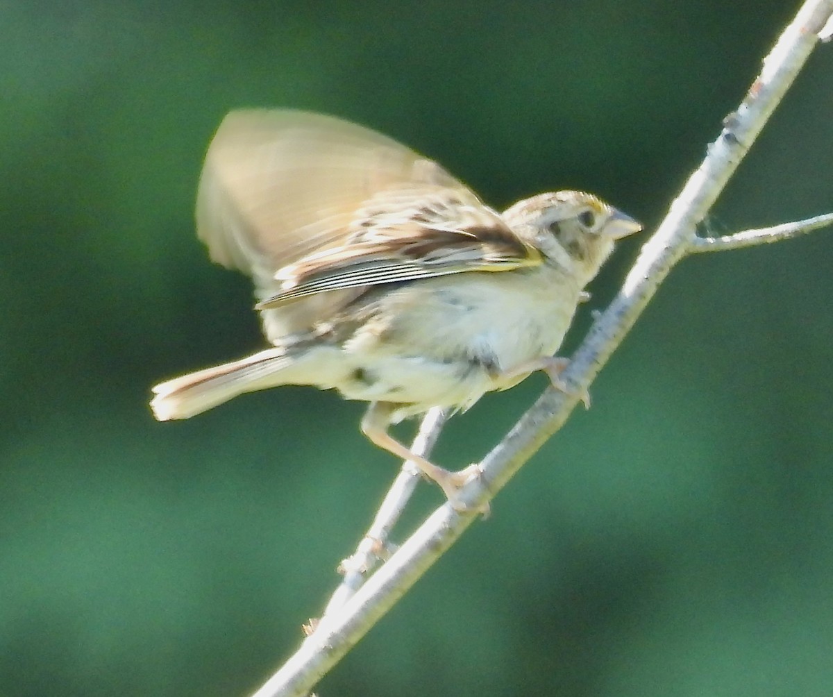 Grasshopper Sparrow - ML620797957