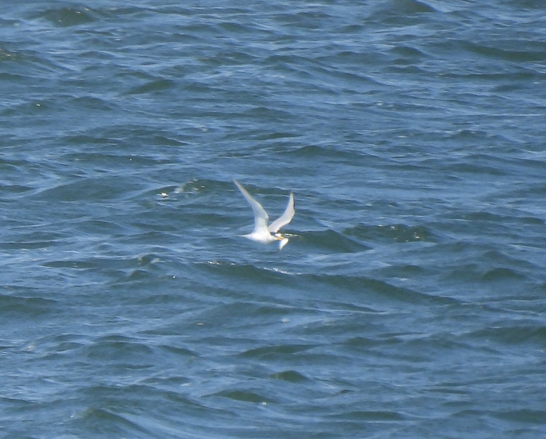 Least Tern - ML620797959