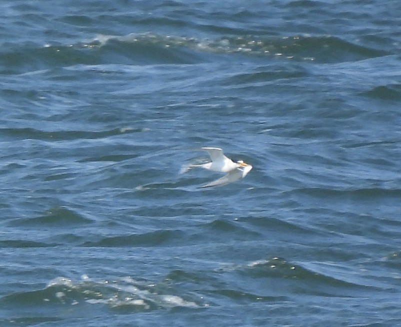 Least Tern - ML620797960