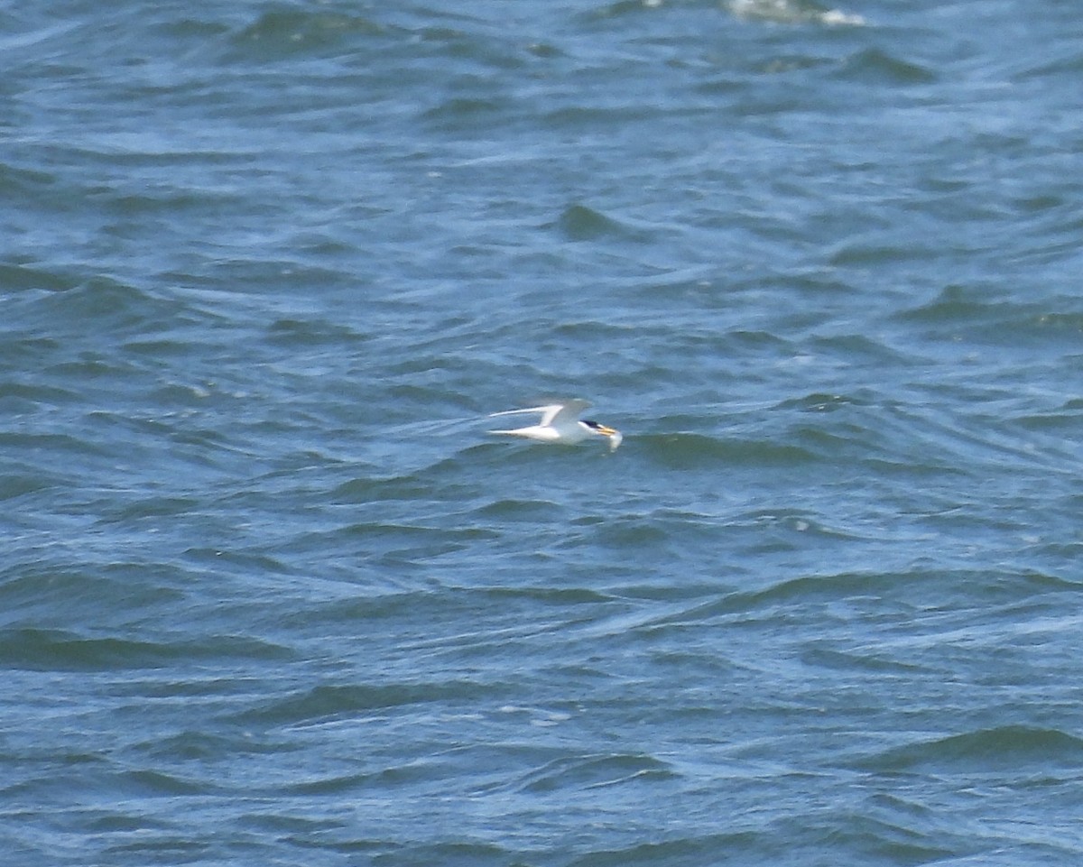 Least Tern - ML620797961