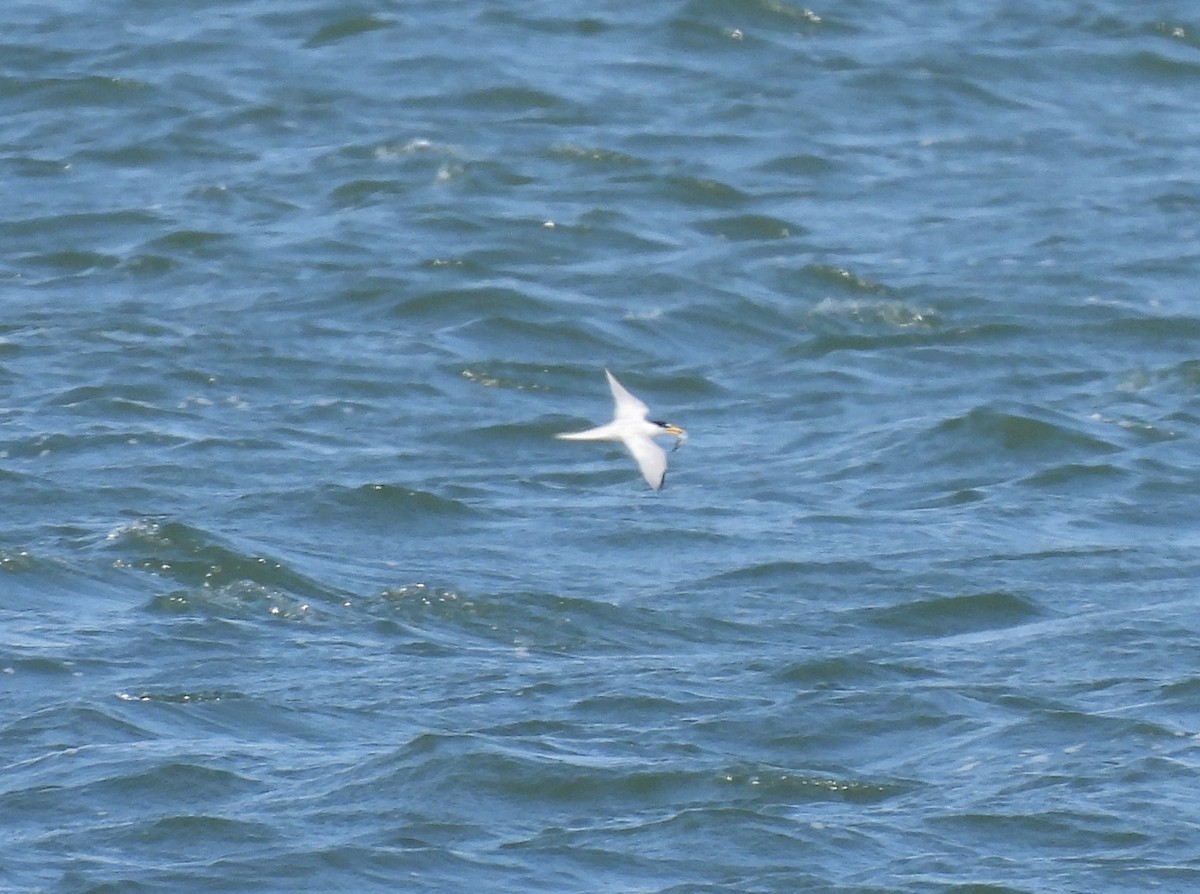 Least Tern - ML620797963