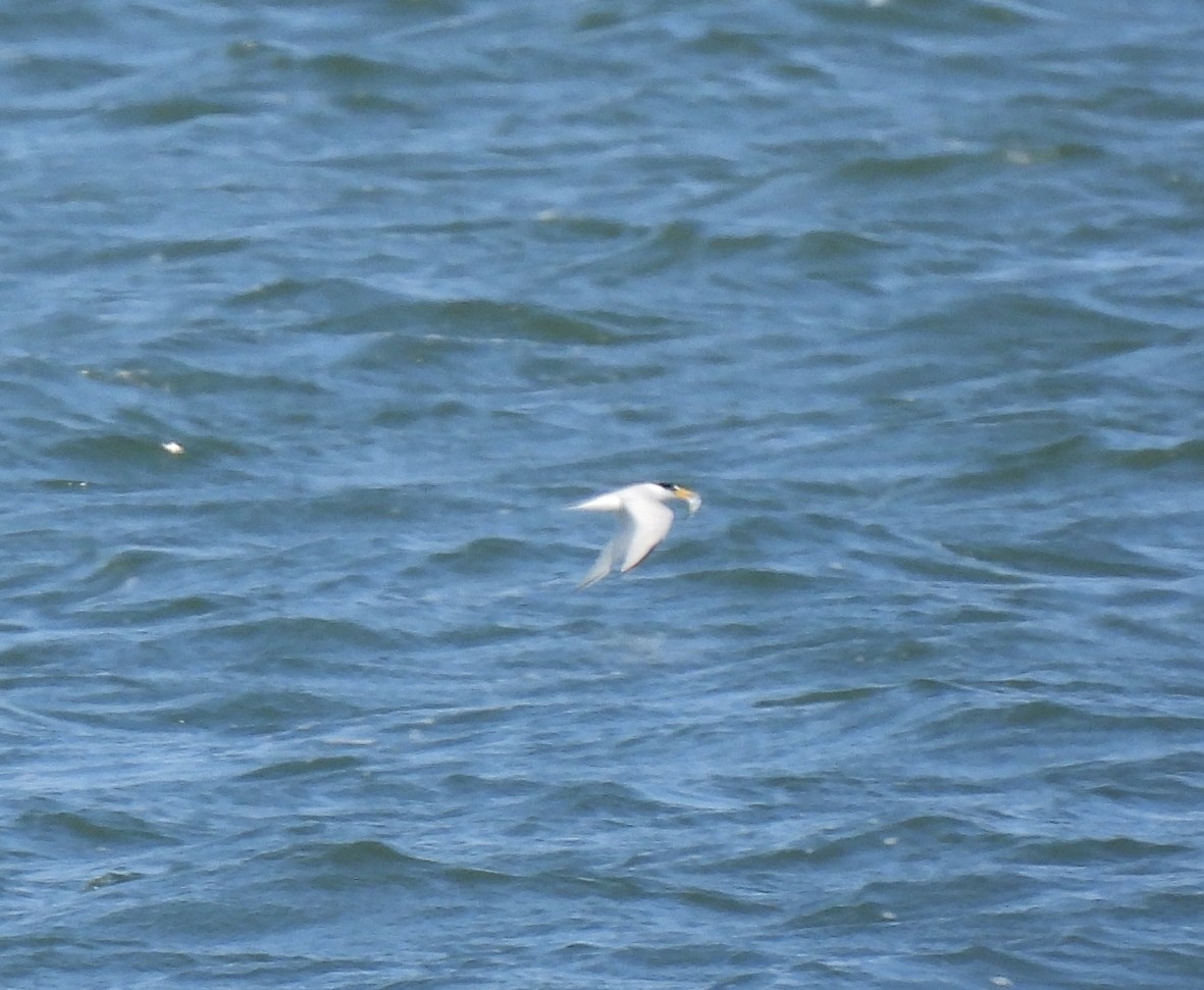 Least Tern - ML620797965