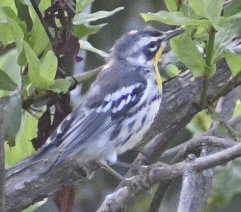 Yellow-throated Warbler - ML620797968