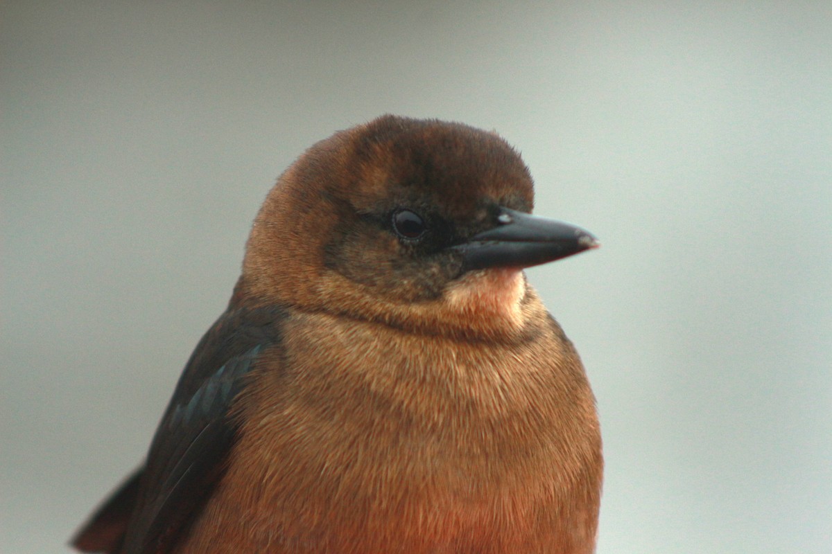 Boat-tailed Grackle - ML620797969