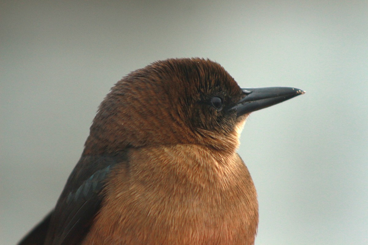 Boat-tailed Grackle - ML620797971