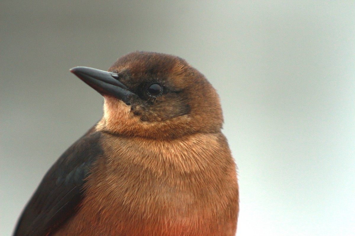 Boat-tailed Grackle - ML620797973