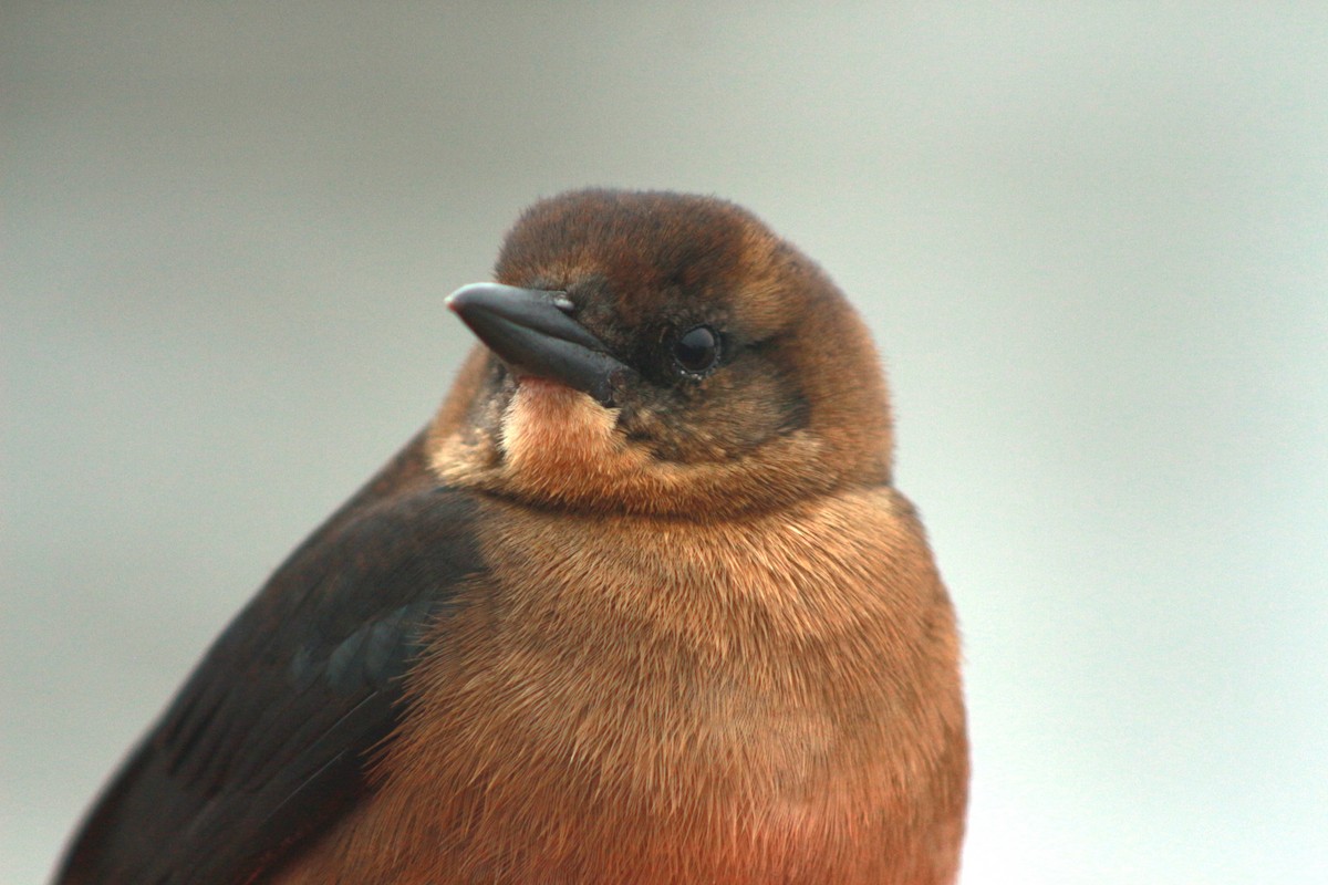 Boat-tailed Grackle - ML620797975