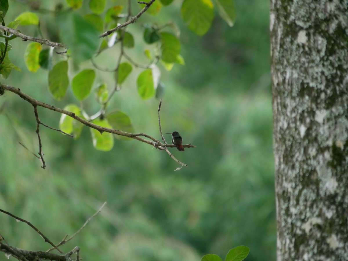 Rufous-breasted Hermit - ML620797976