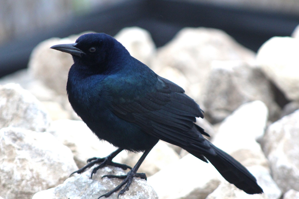 Boat-tailed Grackle - ML620797977