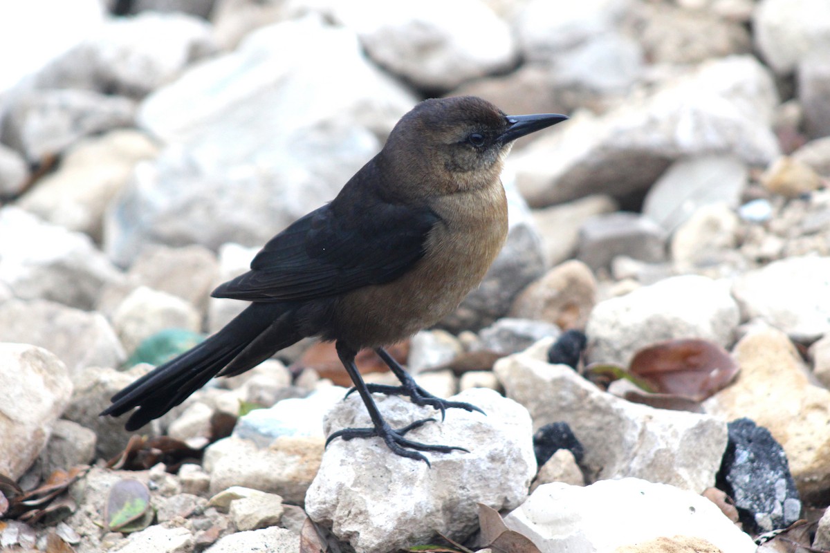 Boat-tailed Grackle - ML620797978