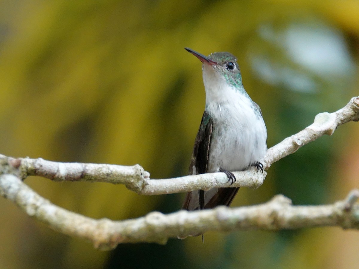 White-bellied Emerald - ML620797982