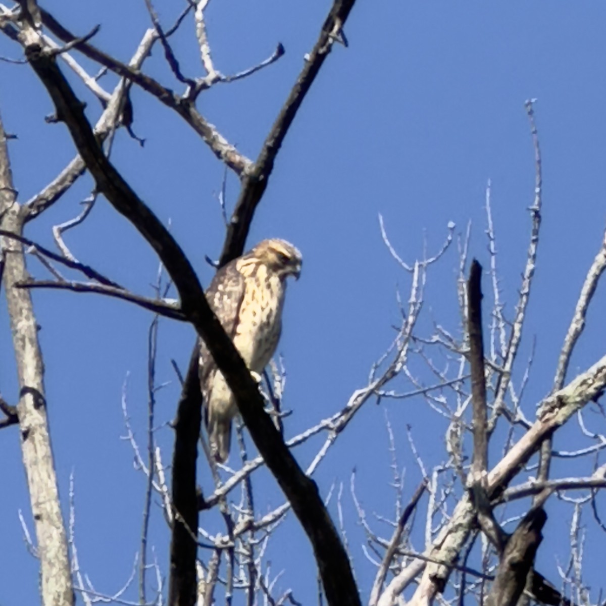 Broad-winged Hawk - ML620797984