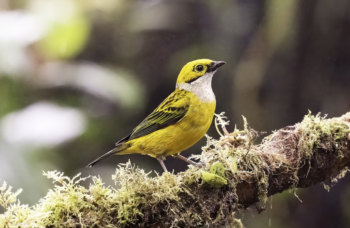 Silver-throated Tanager - ML620797985