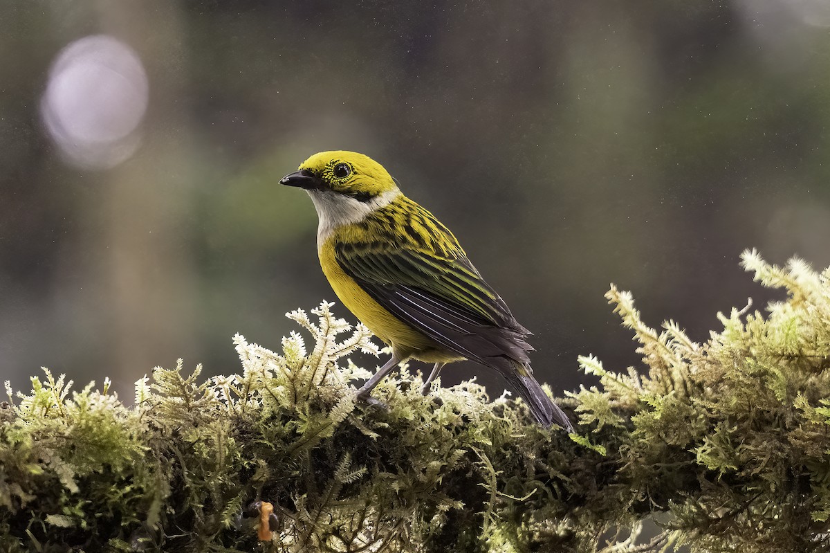 Silver-throated Tanager - ML620797986
