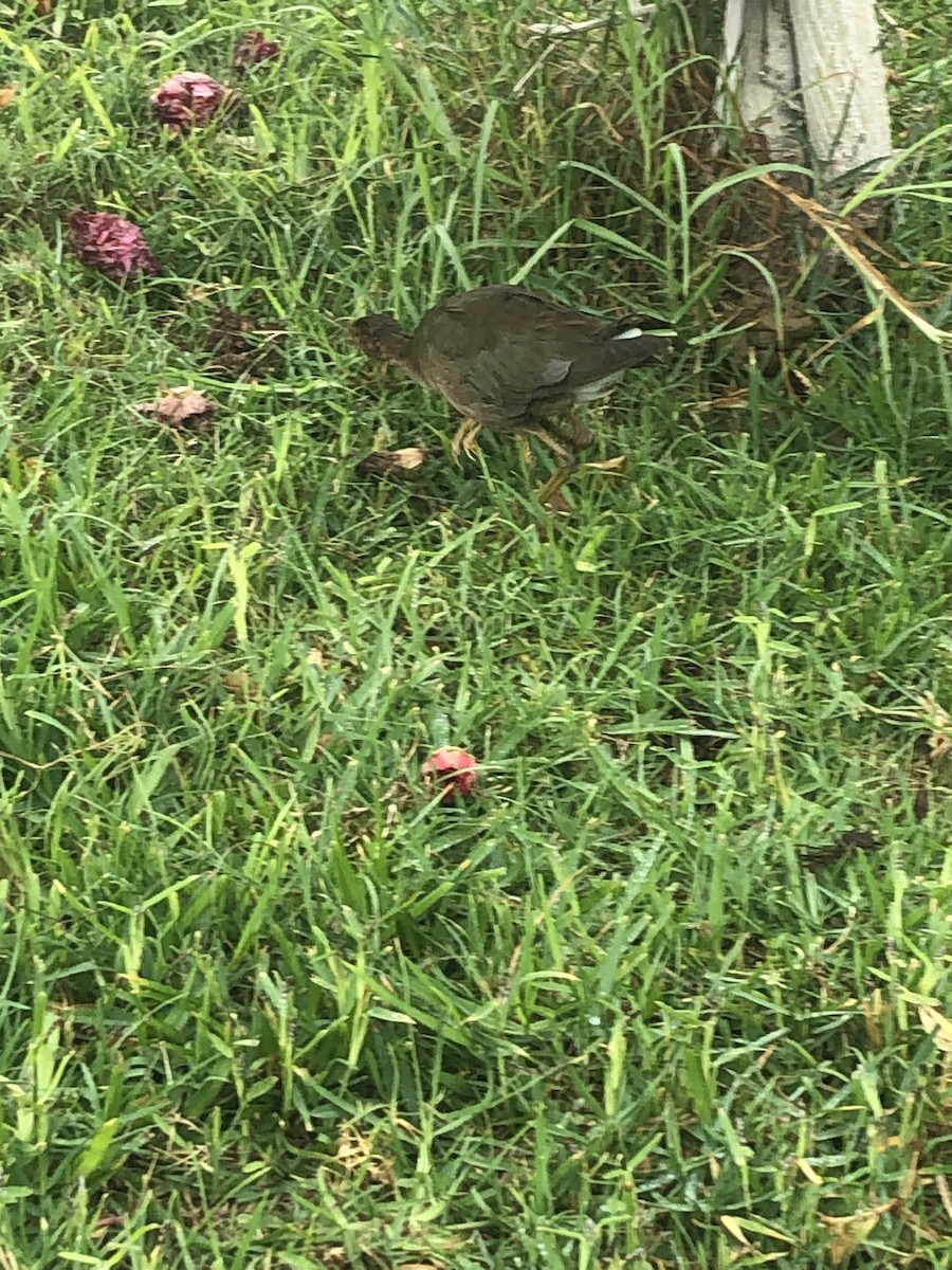 Purple Gallinule - ML620797996