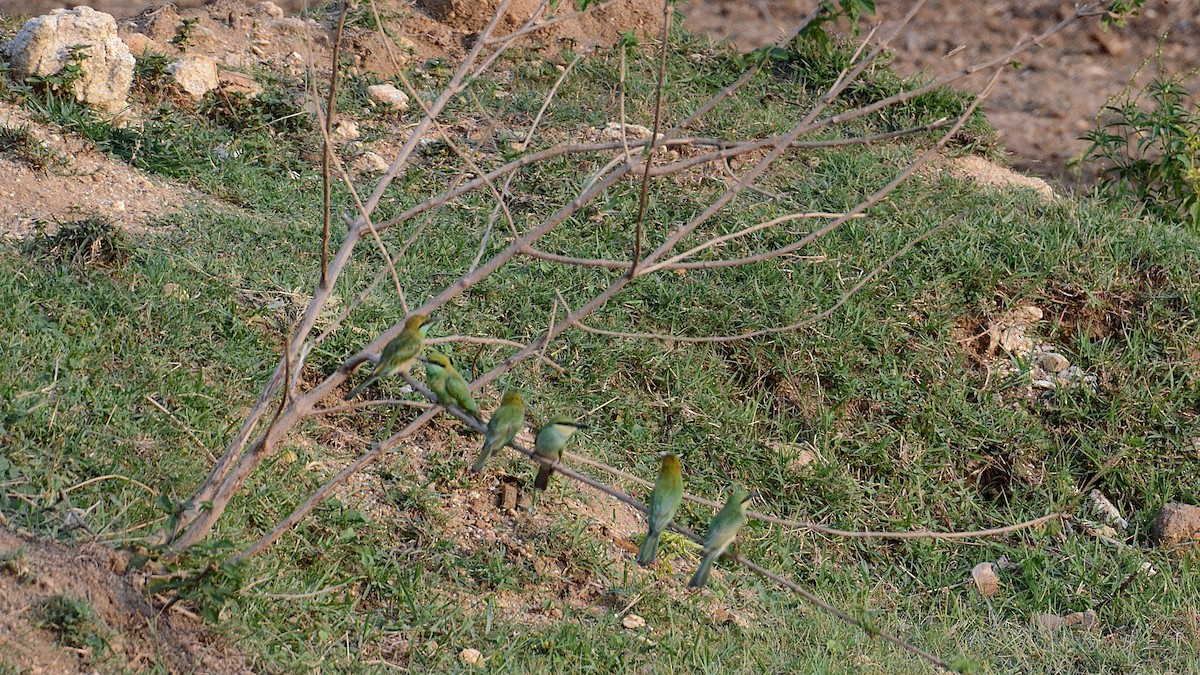 Asian Green Bee-eater - ML620798009