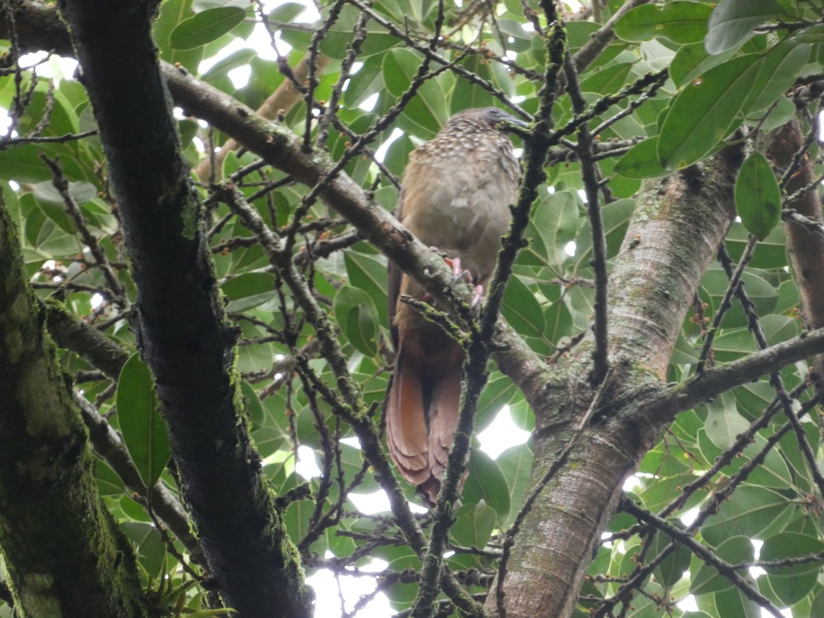 Chachalaca Moteada - ML620798010