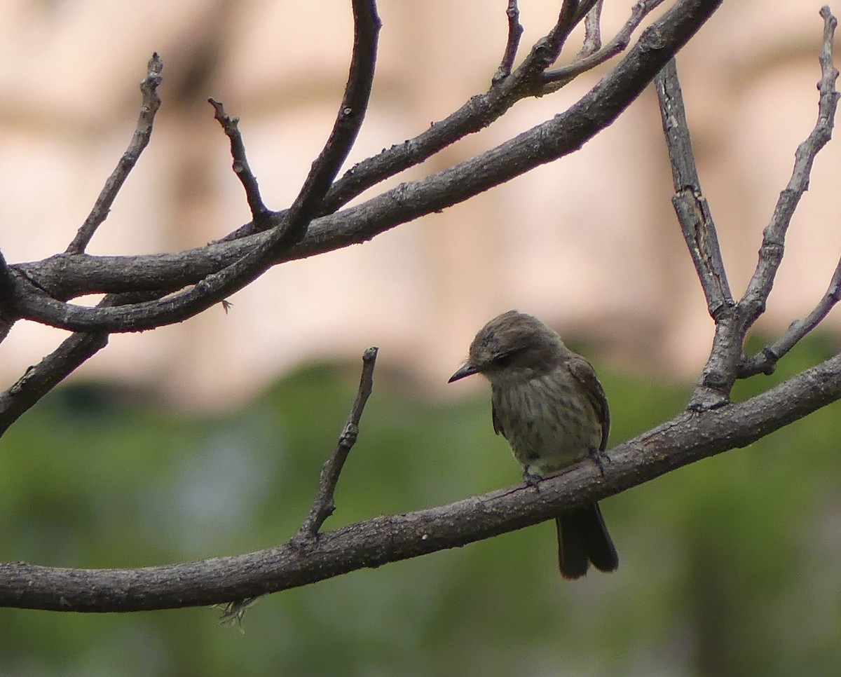 Vermilion Flycatcher - ML620798018