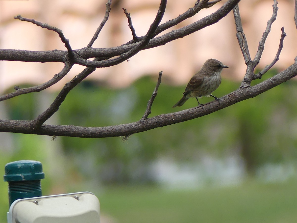 Vermilion Flycatcher - ML620798019