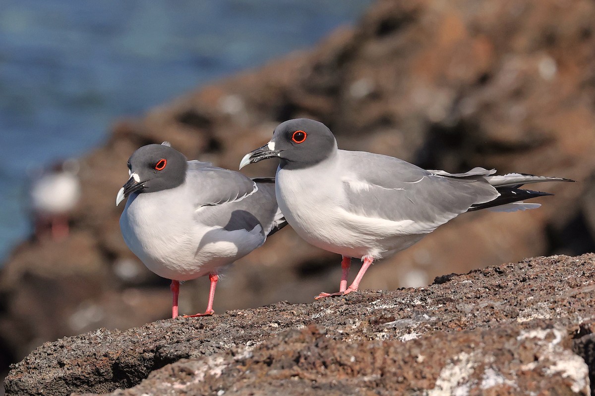 Swallow-tailed Gull - ML620798021