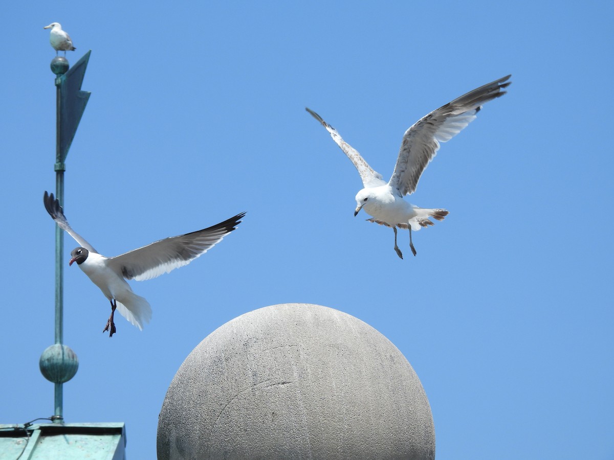 Gaviota Guanaguanare - ML620798030