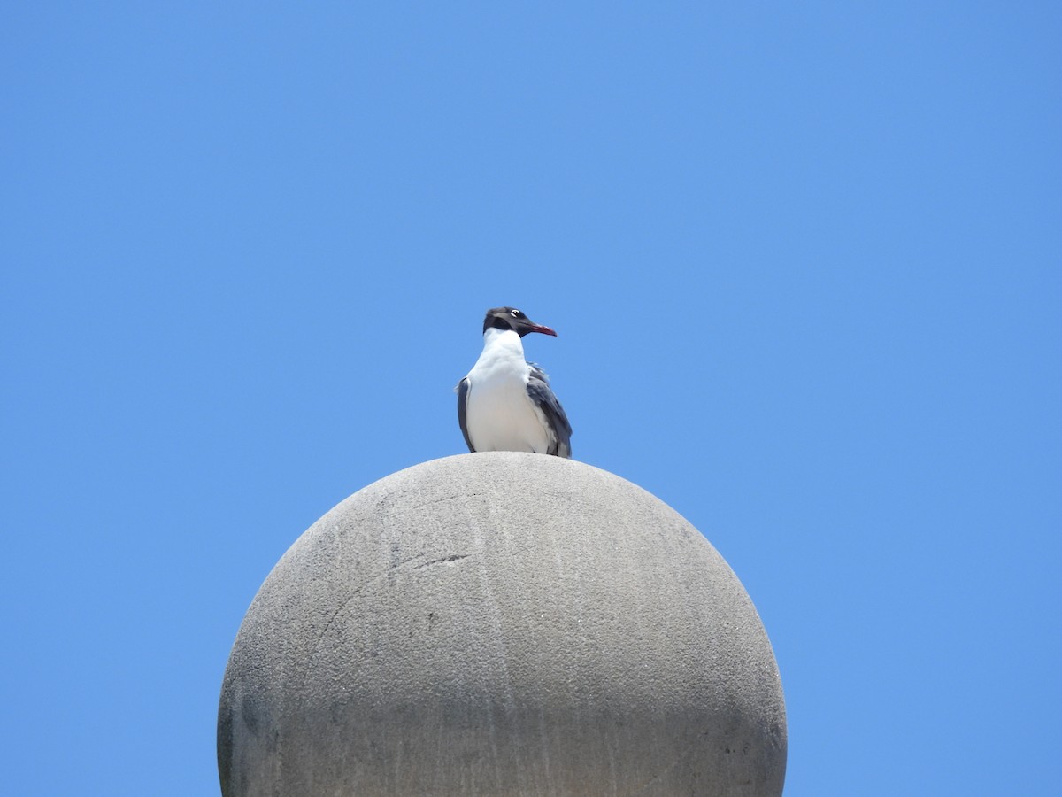 Gaviota Guanaguanare - ML620798032