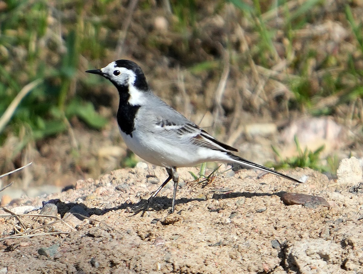 White Wagtail (White-faced) - ML620798033