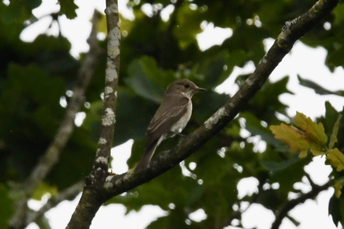 Spotted Flycatcher - Stanley Davis