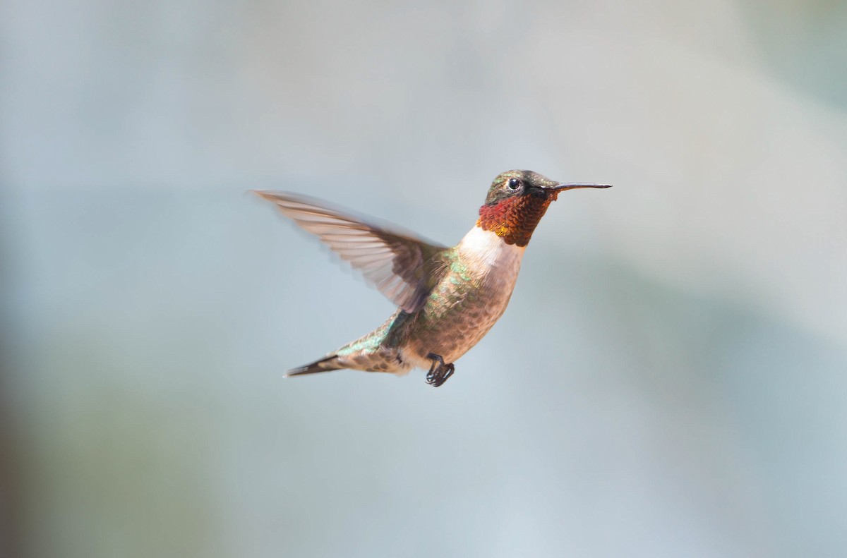 Ruby-throated Hummingbird - ML620798038