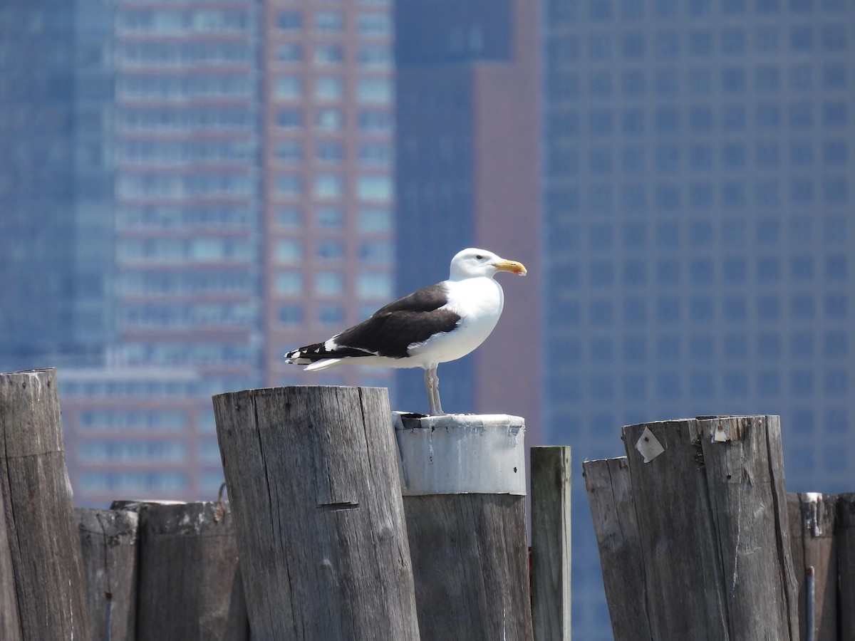 Great Black-backed Gull - ML620798039