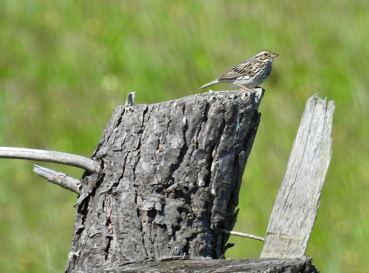 Savannah Sparrow - ML620798041