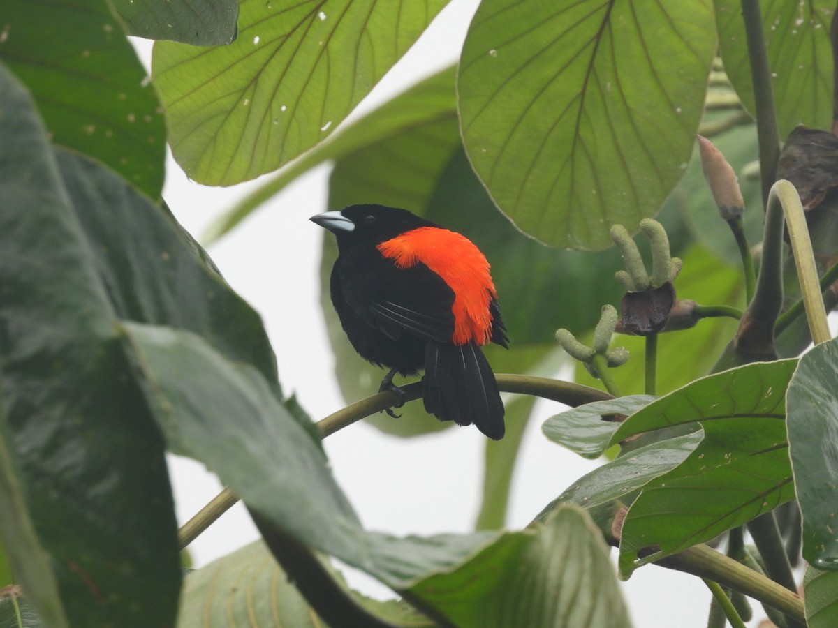 Scarlet-rumped Tanager - ML620798045