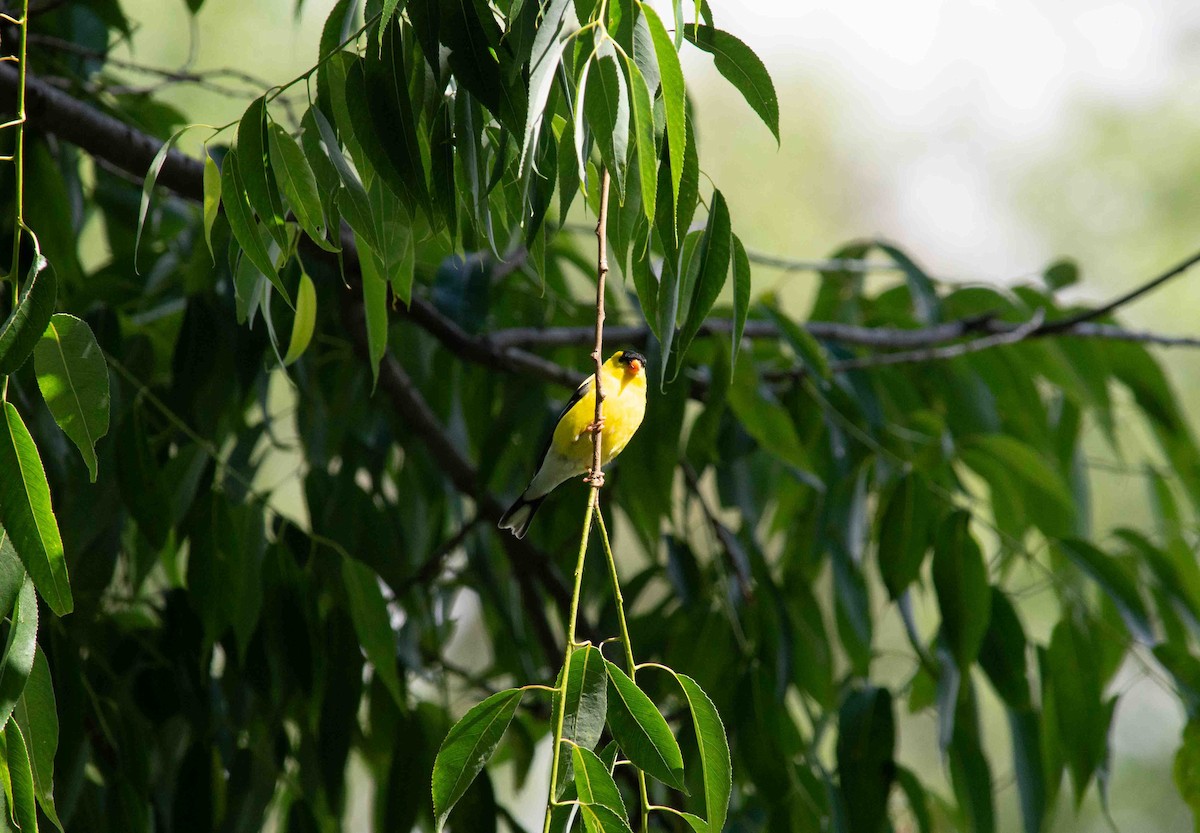 American Goldfinch - ML620798046