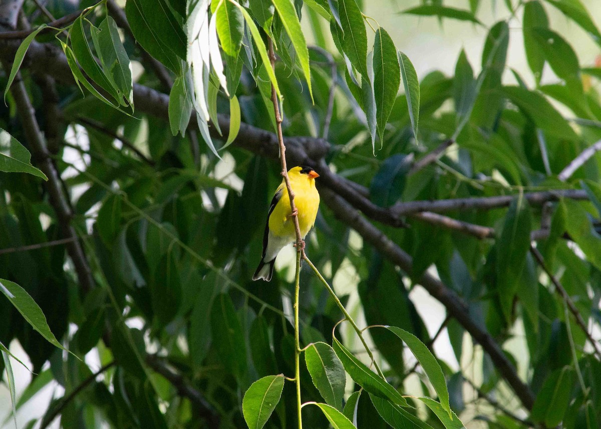 American Goldfinch - ML620798047