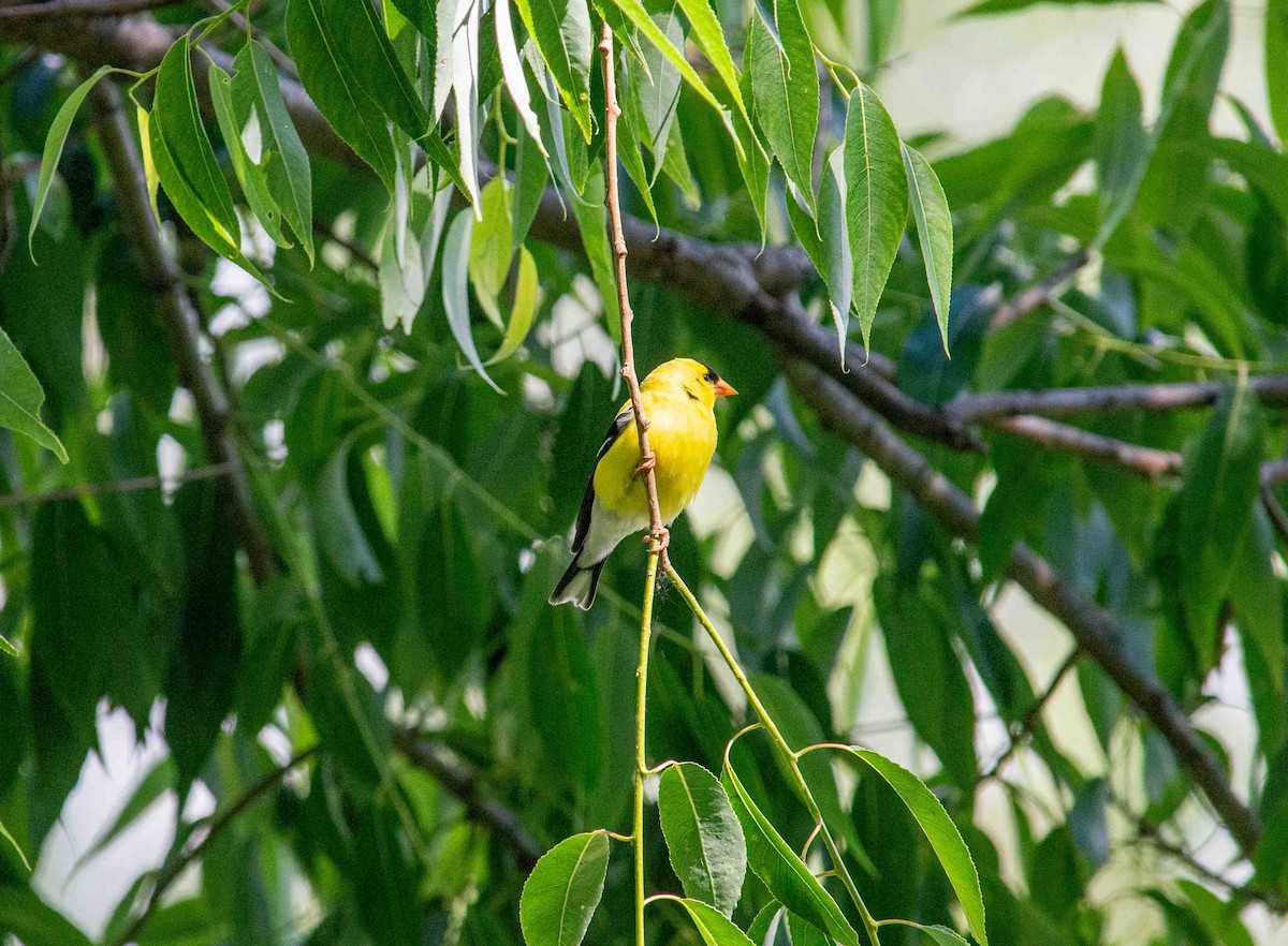 American Goldfinch - ML620798048