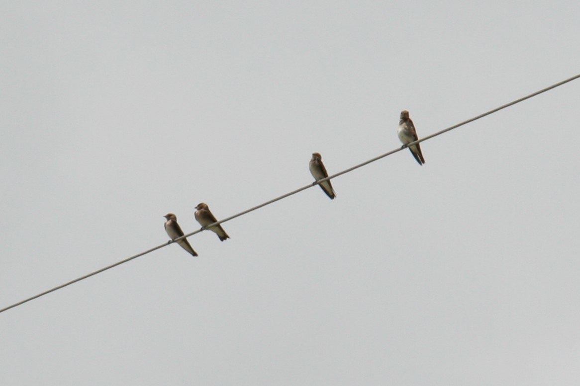 Northern Rough-winged Swallow - ML620798050