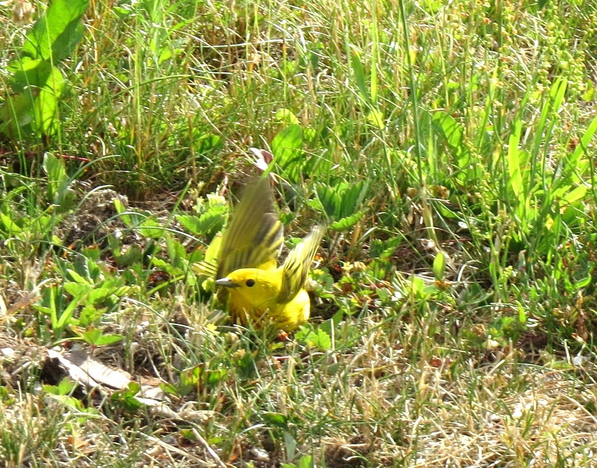 Yellow Warbler - ML620798051