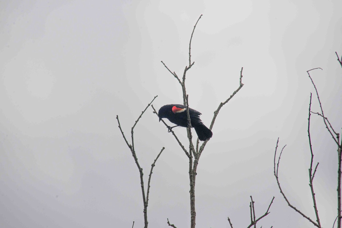 Red-winged Blackbird - ML620798057