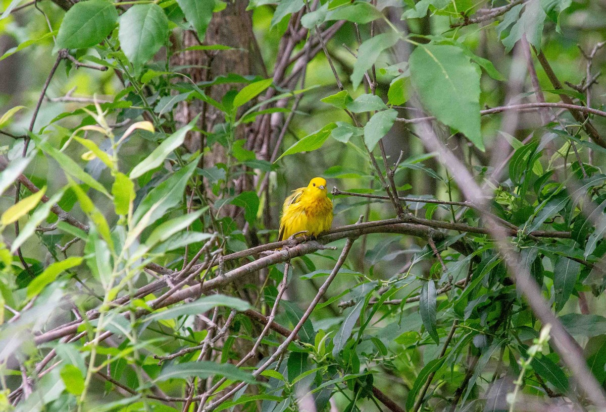 Yellow Warbler - Lyla Luoto