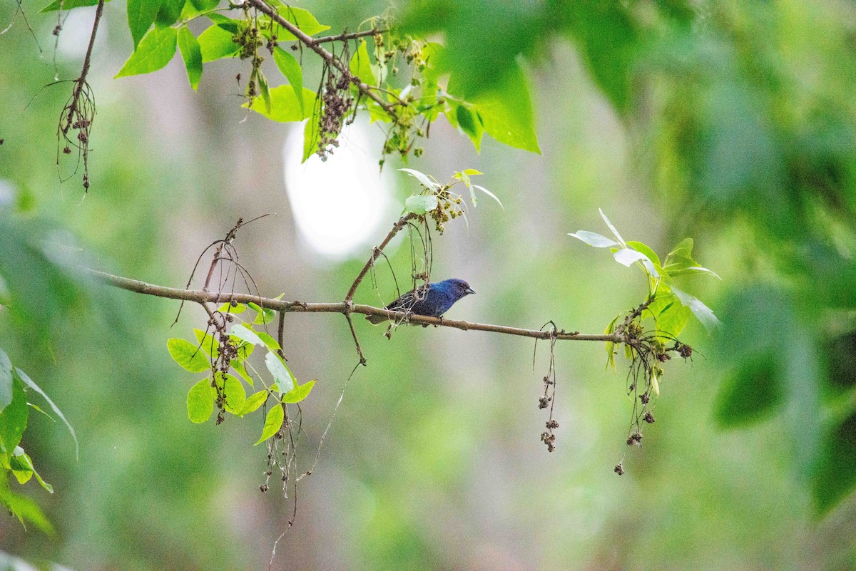 Indigo Bunting - ML620798073