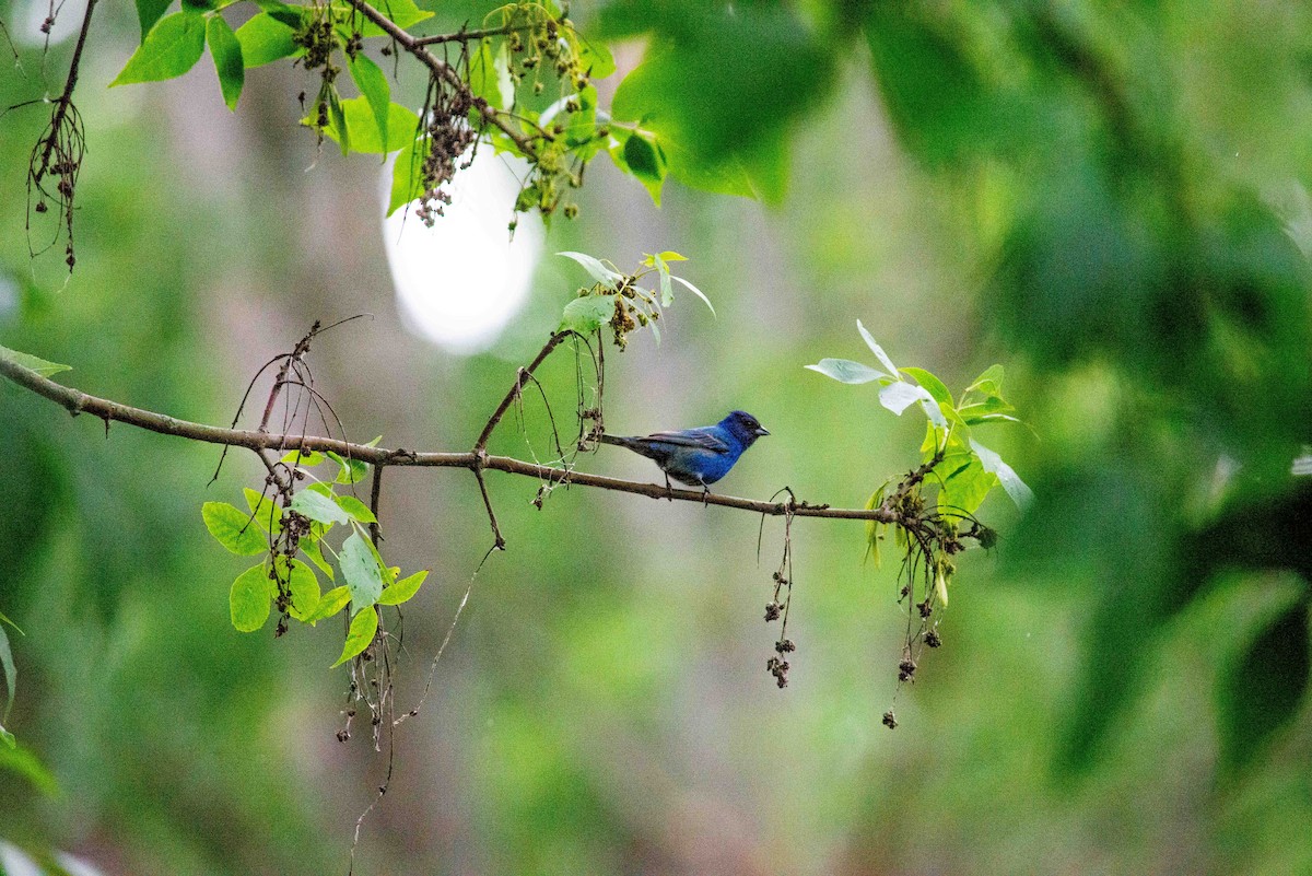 Indigo Bunting - ML620798075