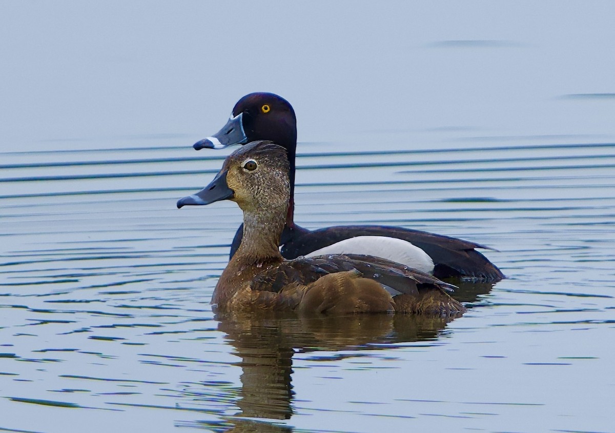 Ring-necked Duck - ML620798078