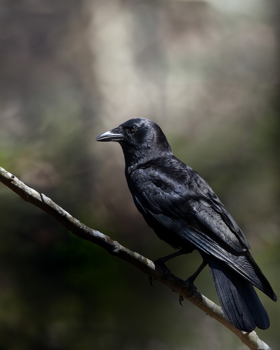 American Crow - ML620798081