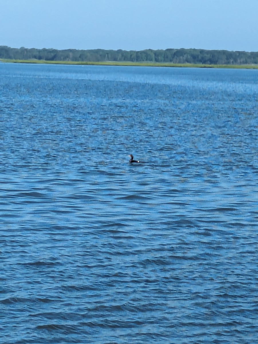 American Black Duck - ML620798088