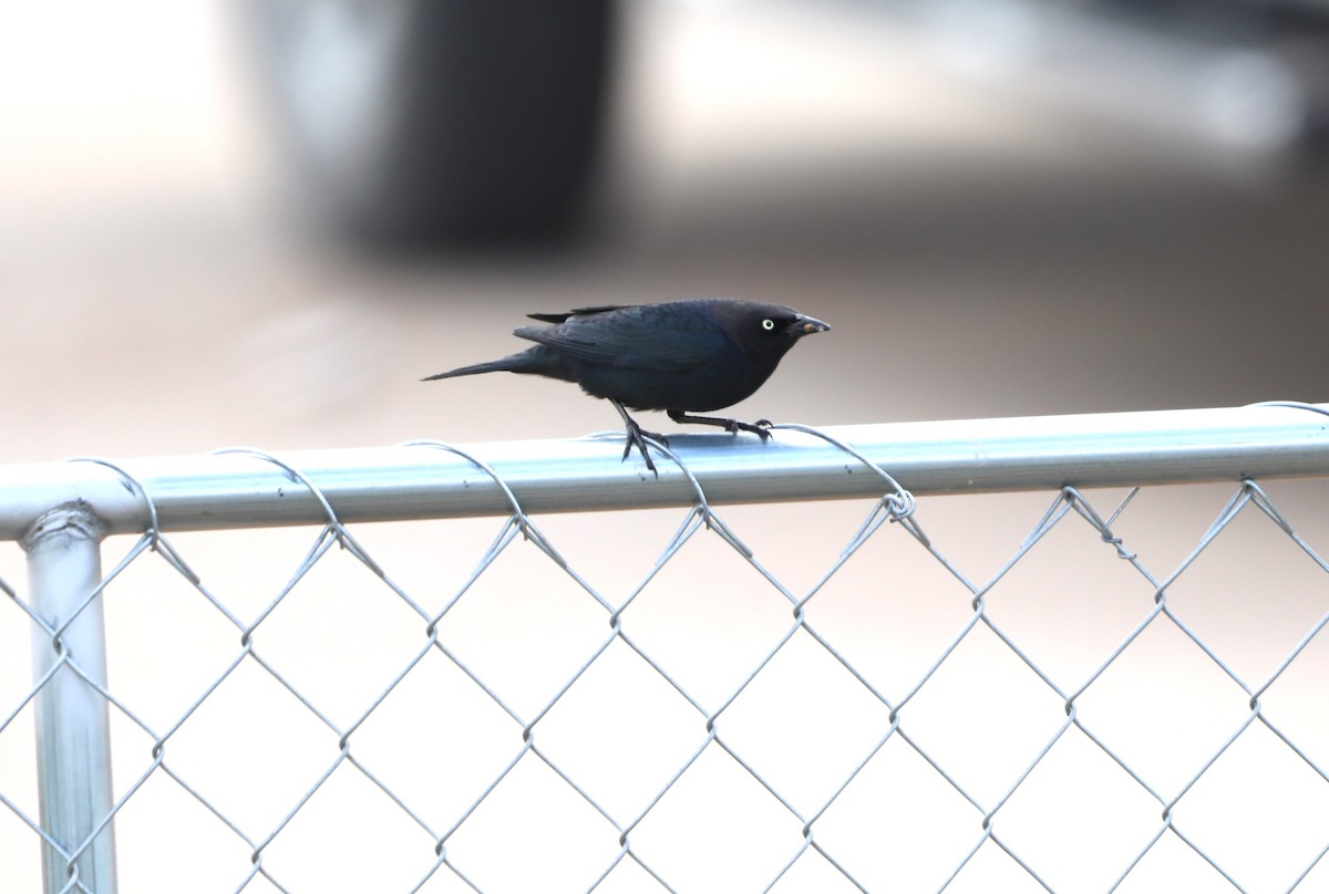 Brewer's Blackbird - ML620798091